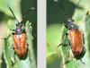 Pseudovadonia livida